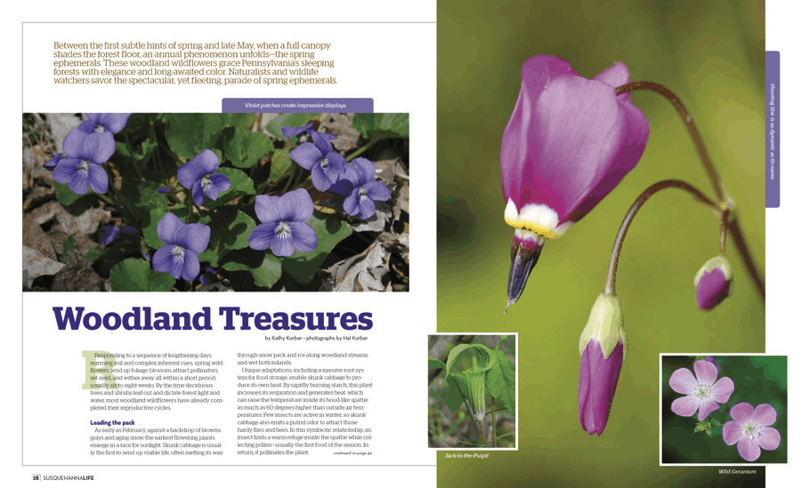 Lifestyle magazine woodland flowers